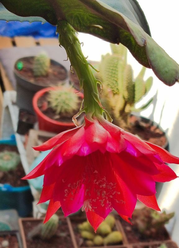 Blooming cactus